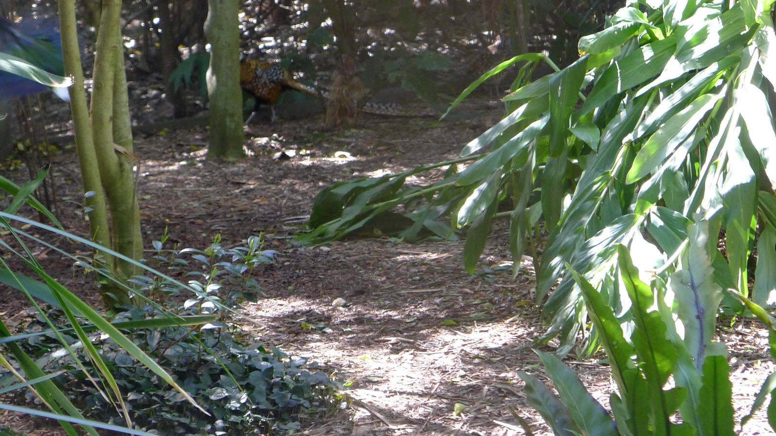 Reeves pheasant