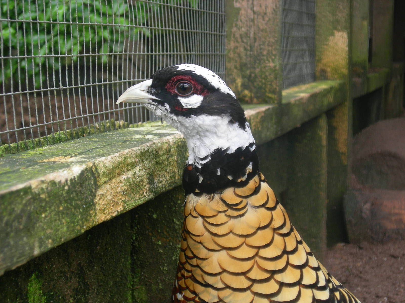 Reeve's pheasant