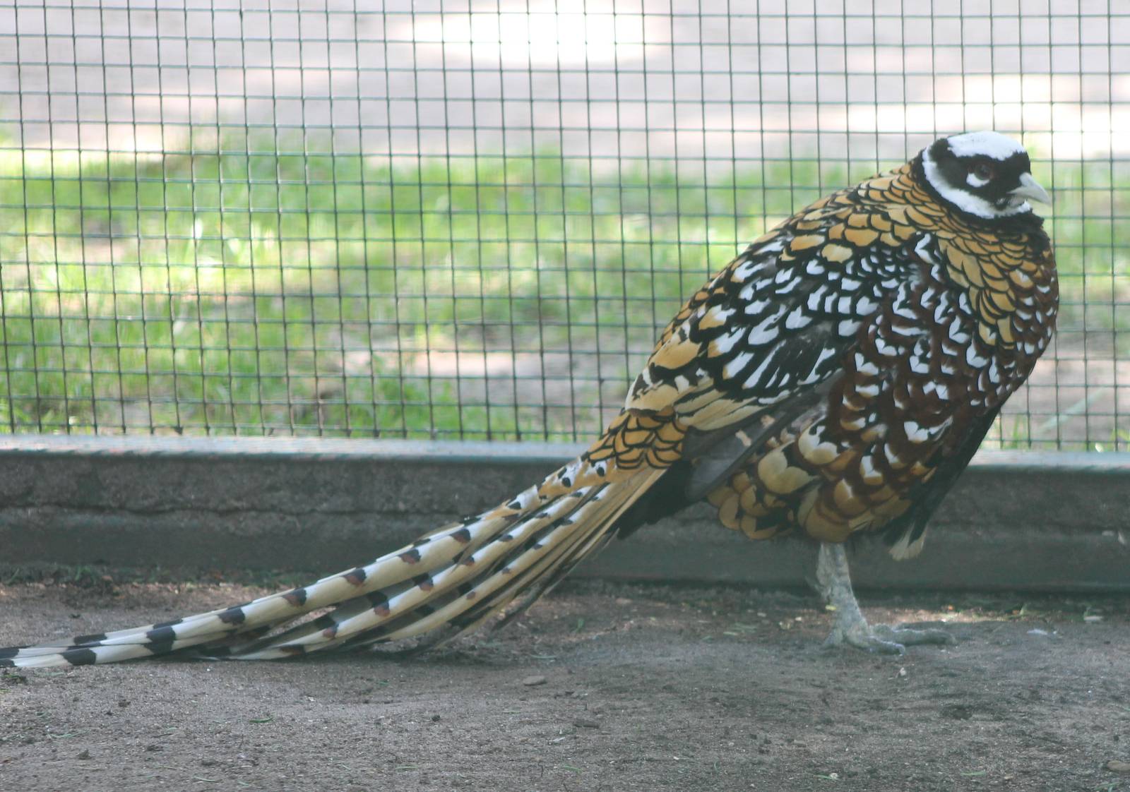 Reeve's pheasant