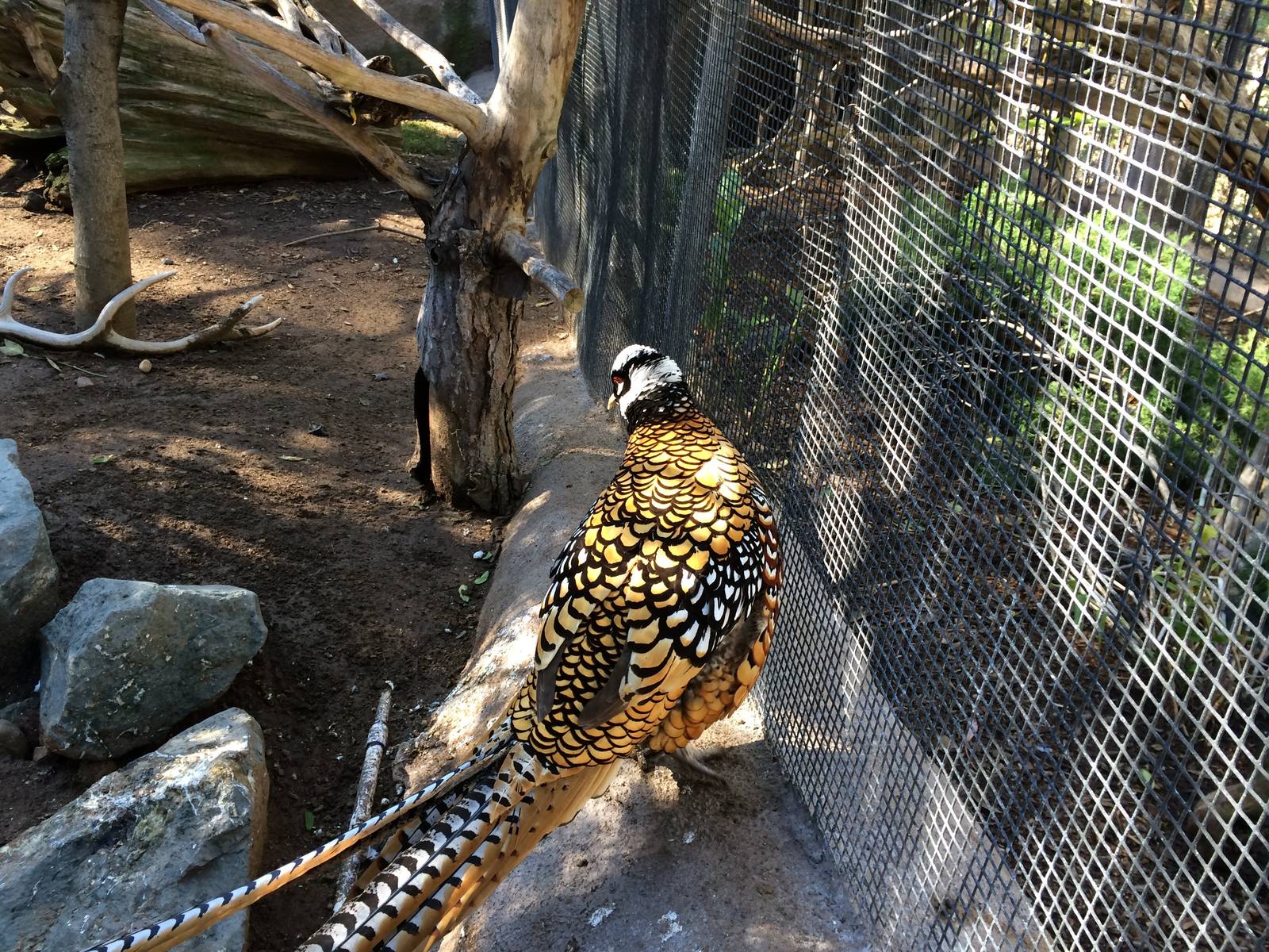Reeve's pheasant