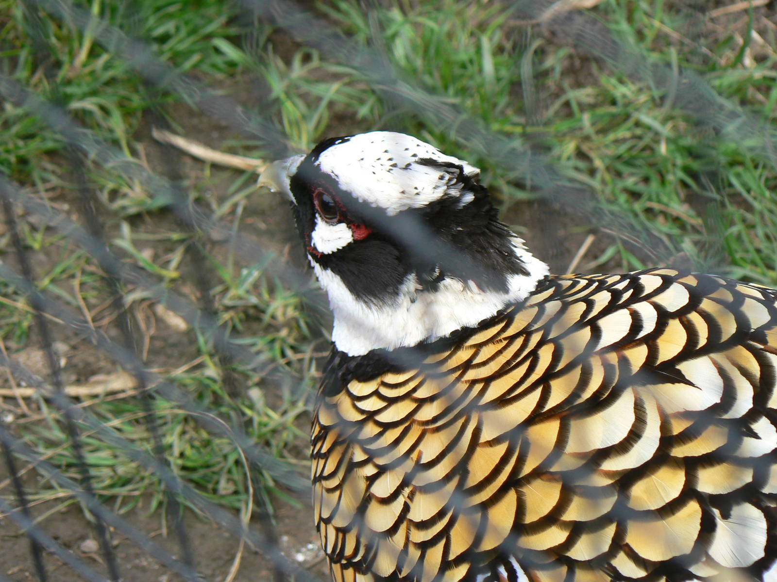 Reeve's Pheasant