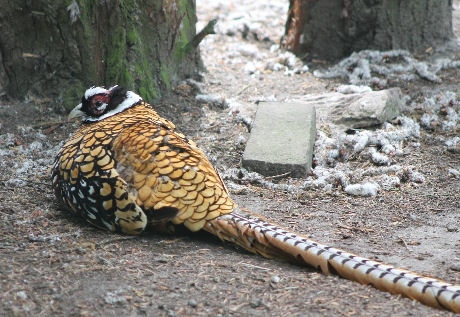 Reeves pheasant