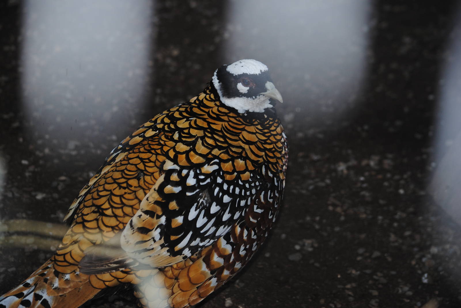 Reeves' Pheasant