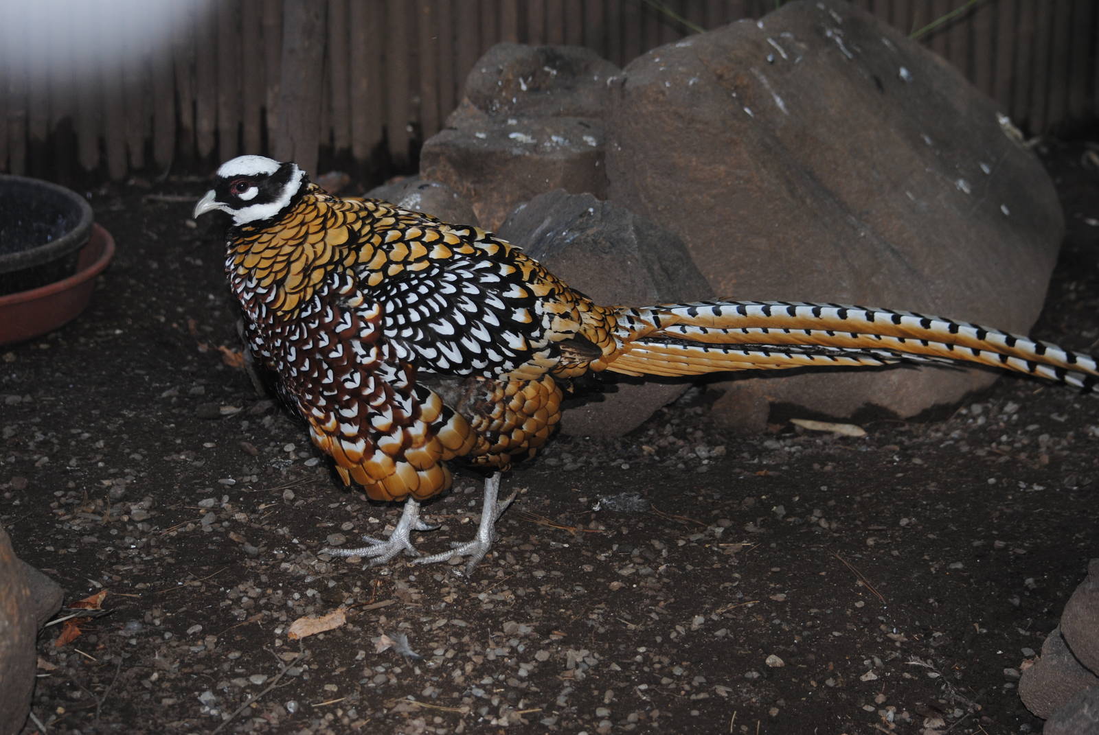 Reeves' Pheasant