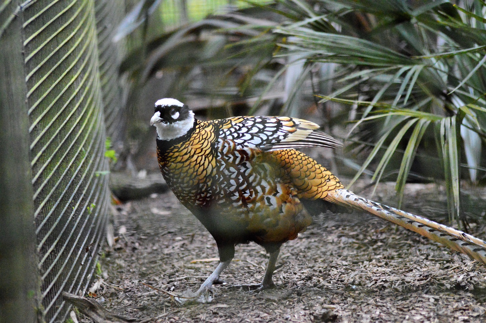 Reeve's pheasant