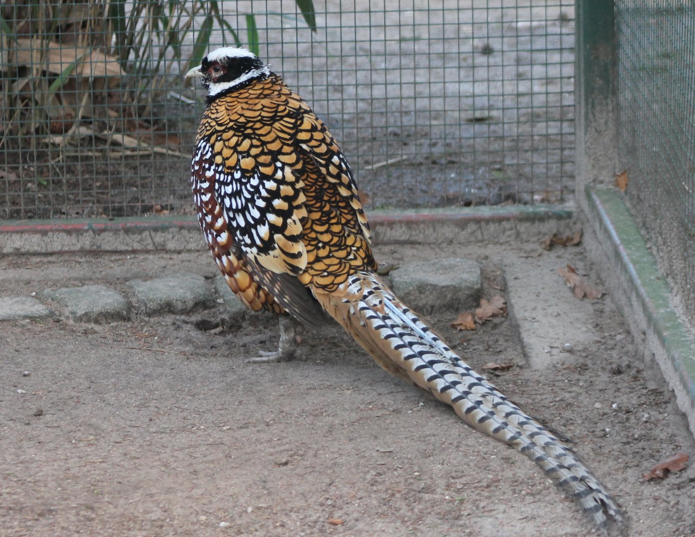 Reeve's pheasant