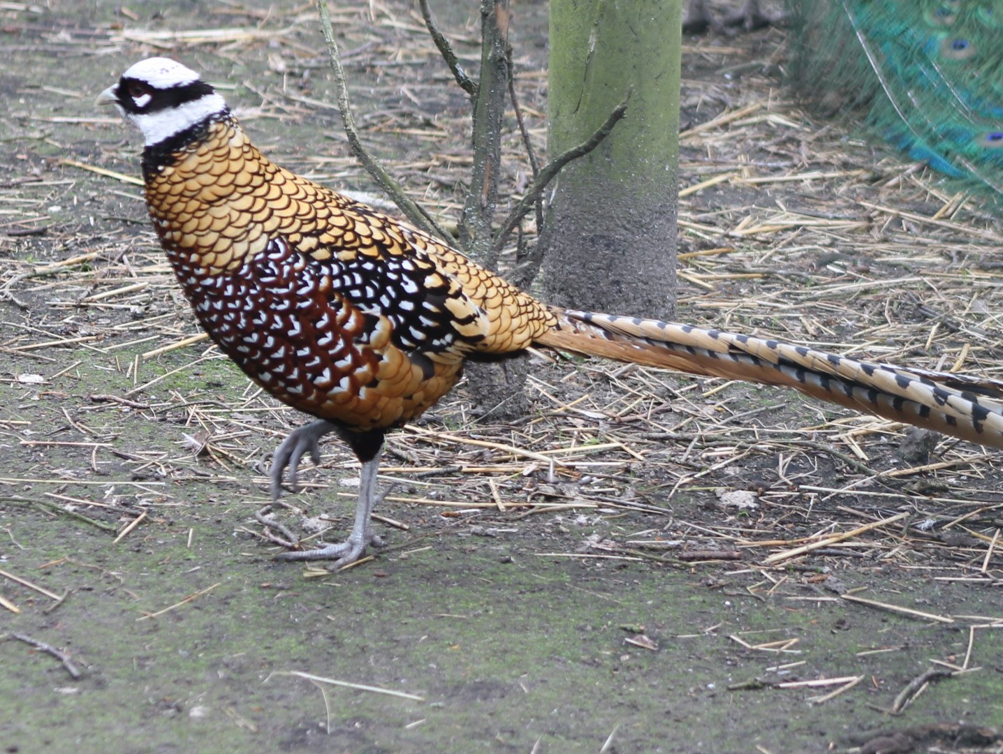Reeve's pheasant