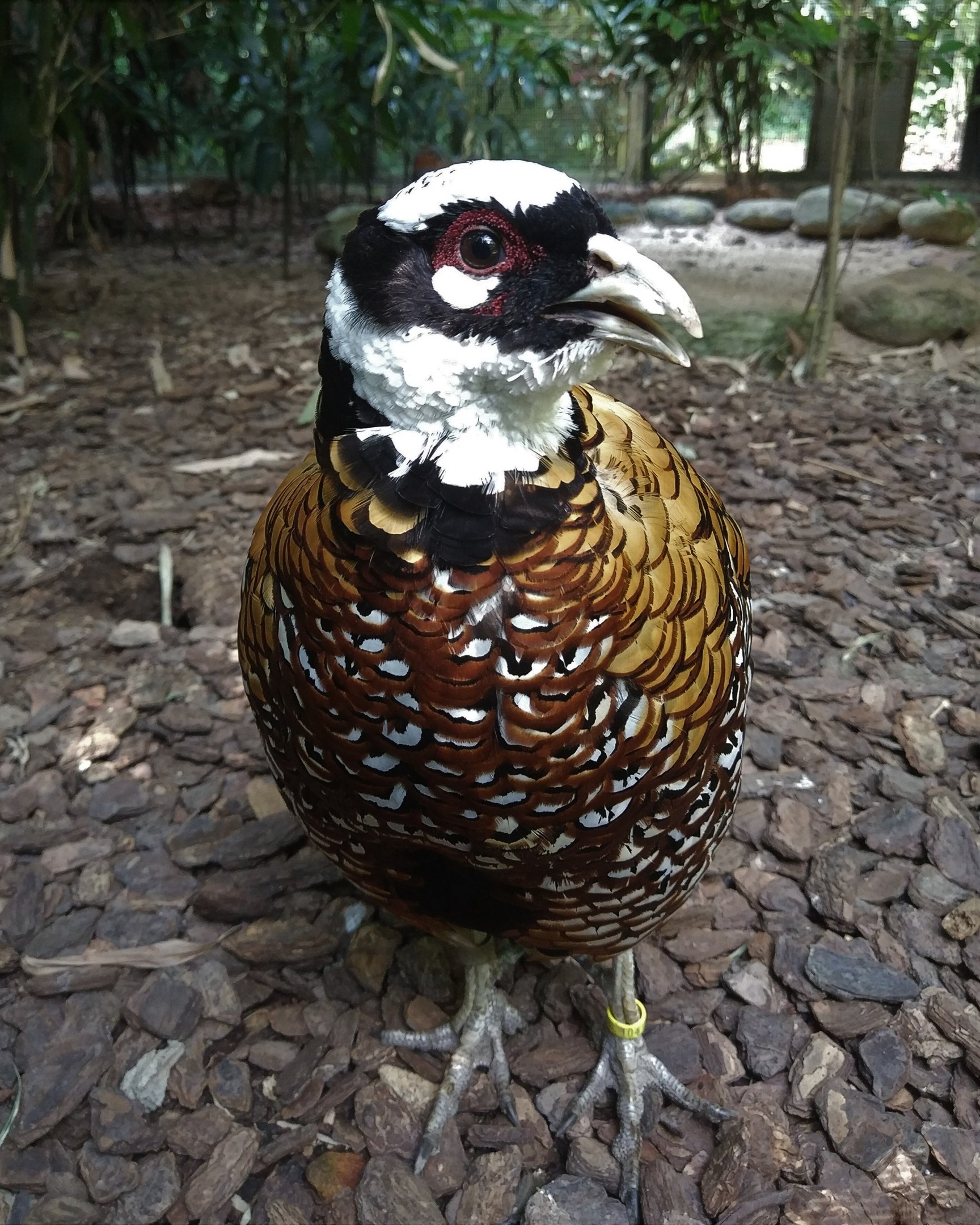 Reeve's Pheasant