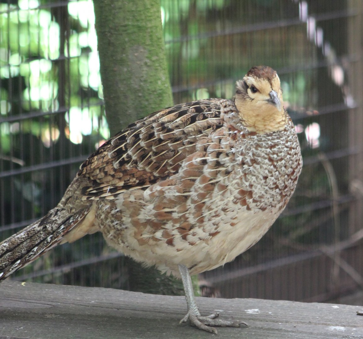 Reeve's pheasant