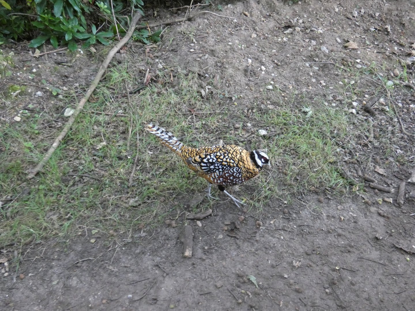 Reeve's pheasant