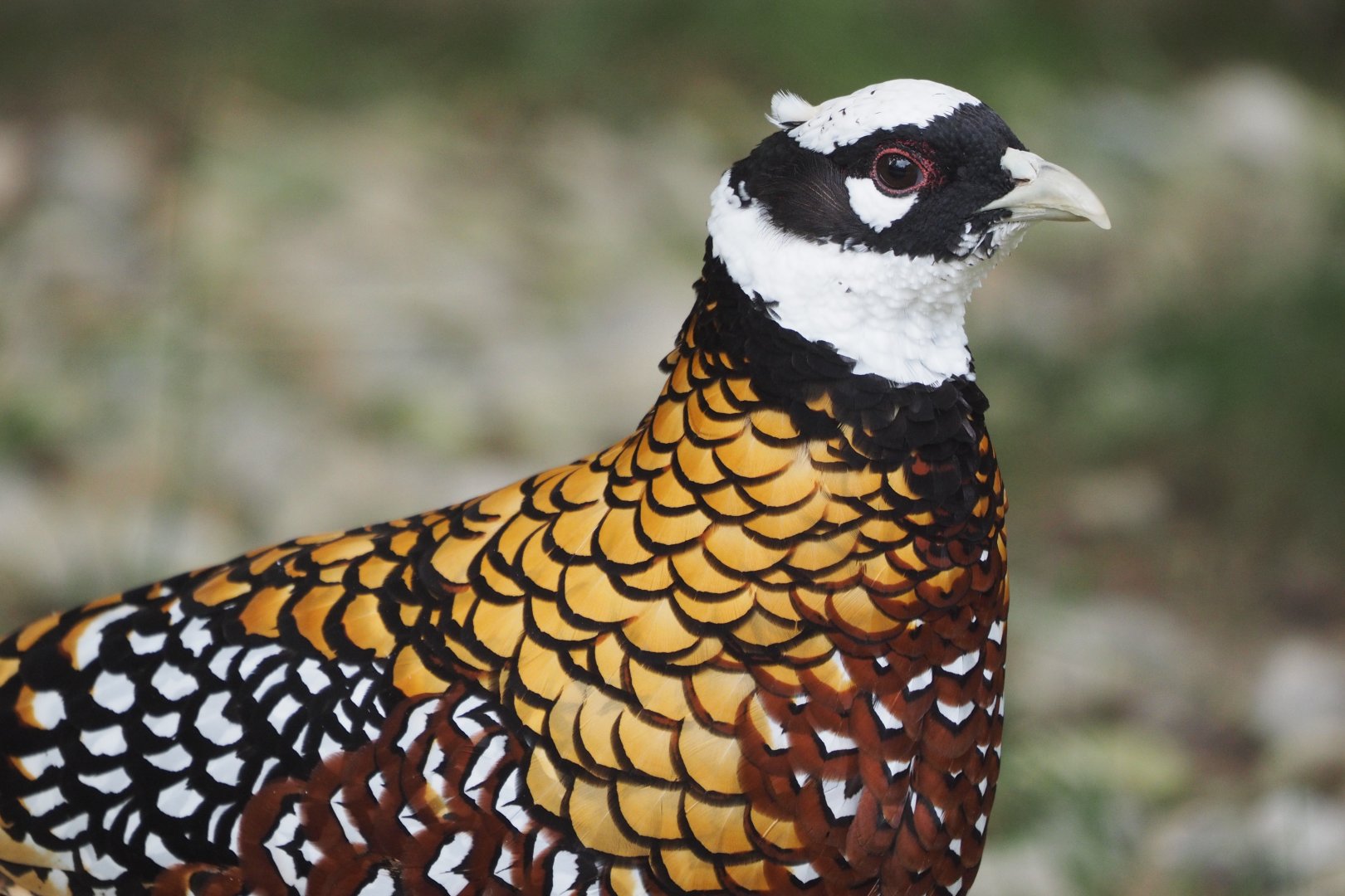 Reeve's pheasant