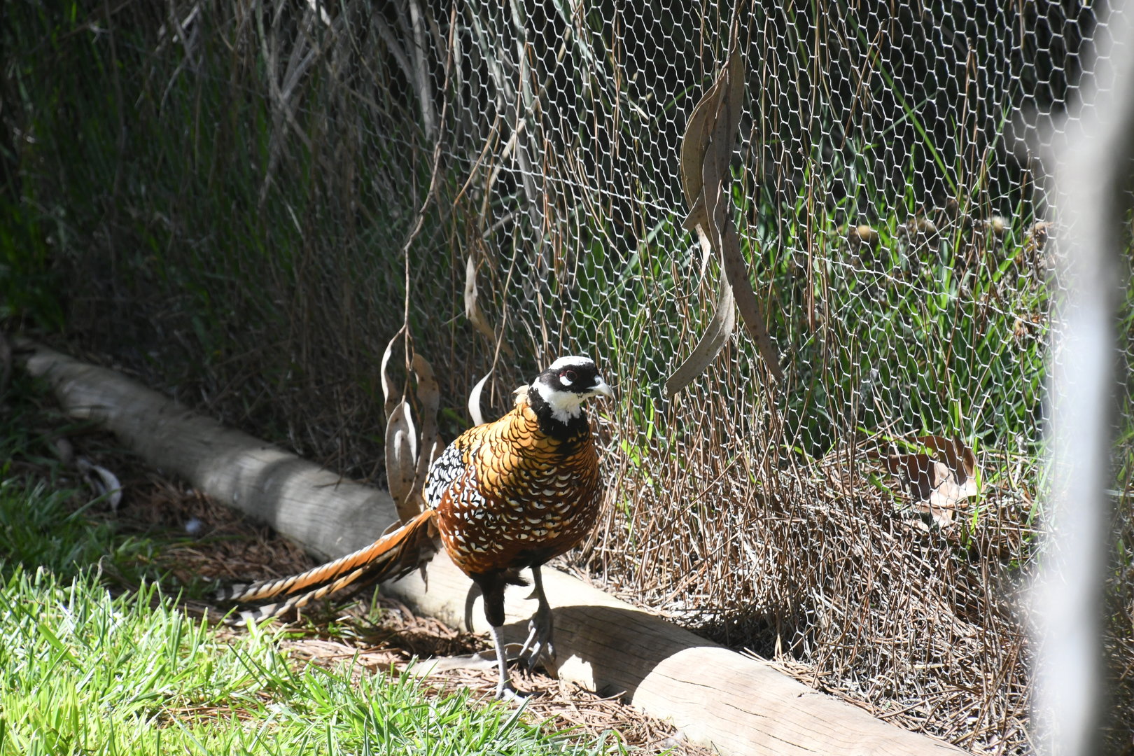 Reeves' Pheasant