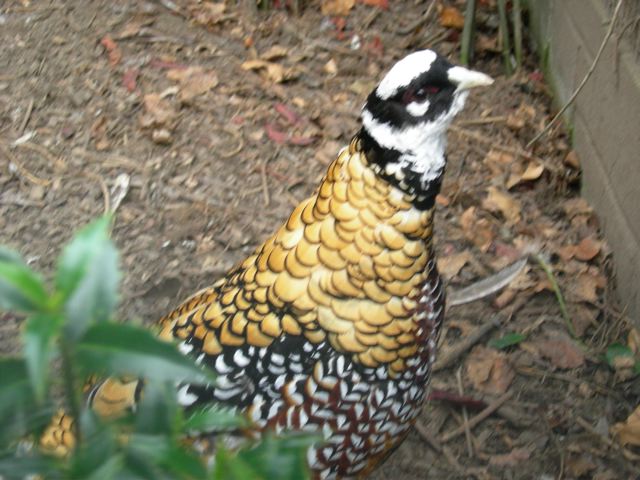 Reeve's pheasant