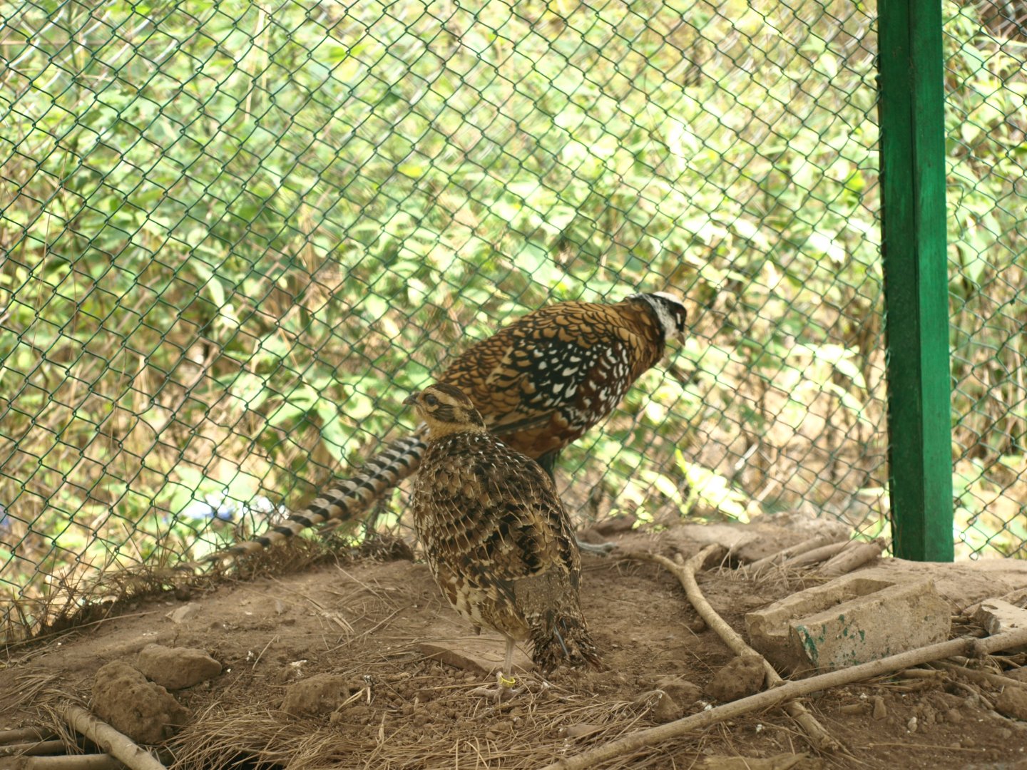 Reeve's pheasants - Bansra Gali Wildlife Park 10/7/2018