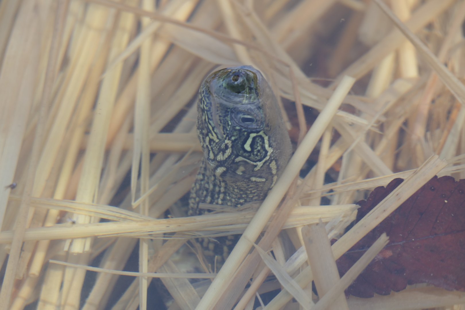 Reeve's Pond Turtle (Mauremys reevesii)