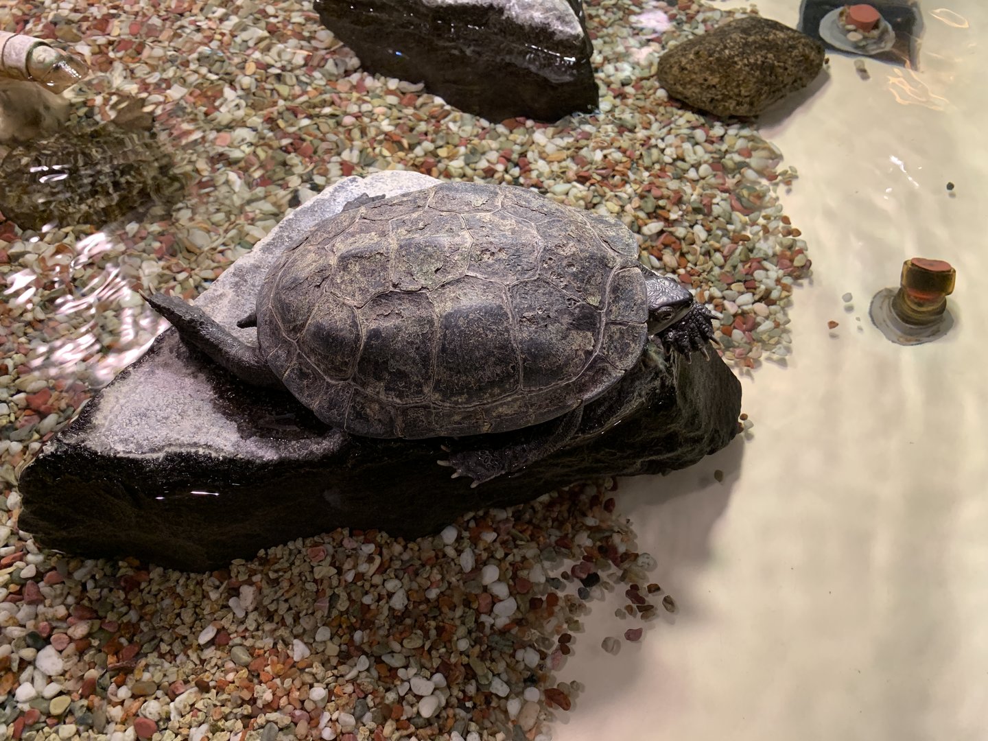 Reeves’ Pond Turtle