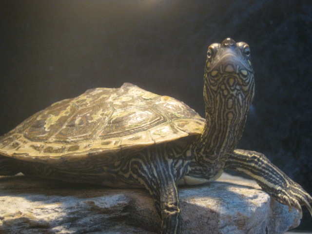 Reeves Terrapin 2015