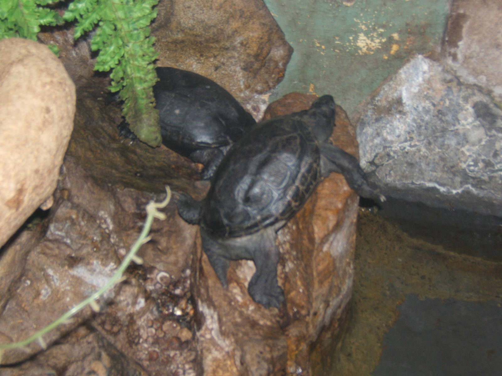 Reeves Turtle (Chinemys reevesi)