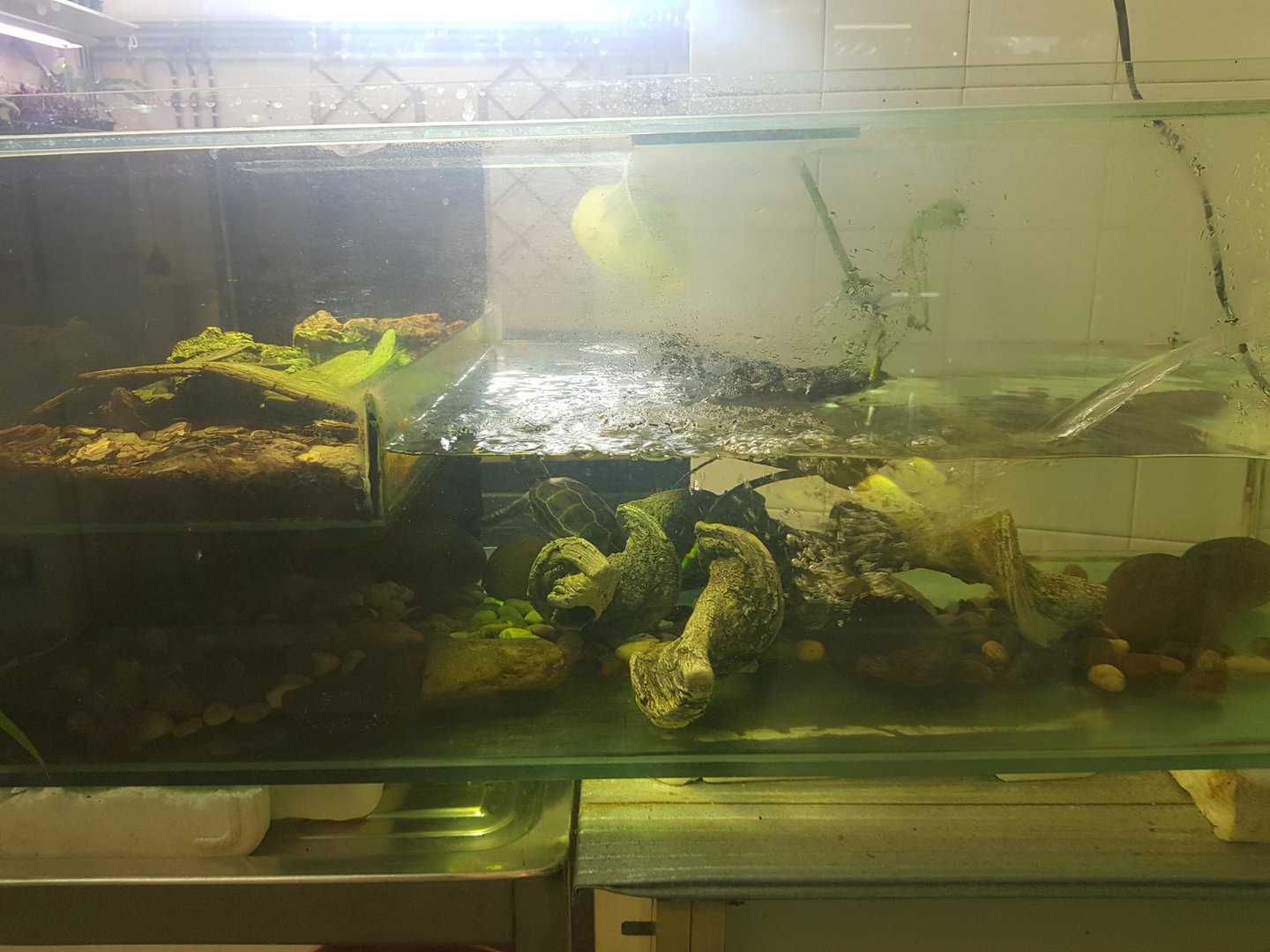 Reeve's Turtle Enclosure