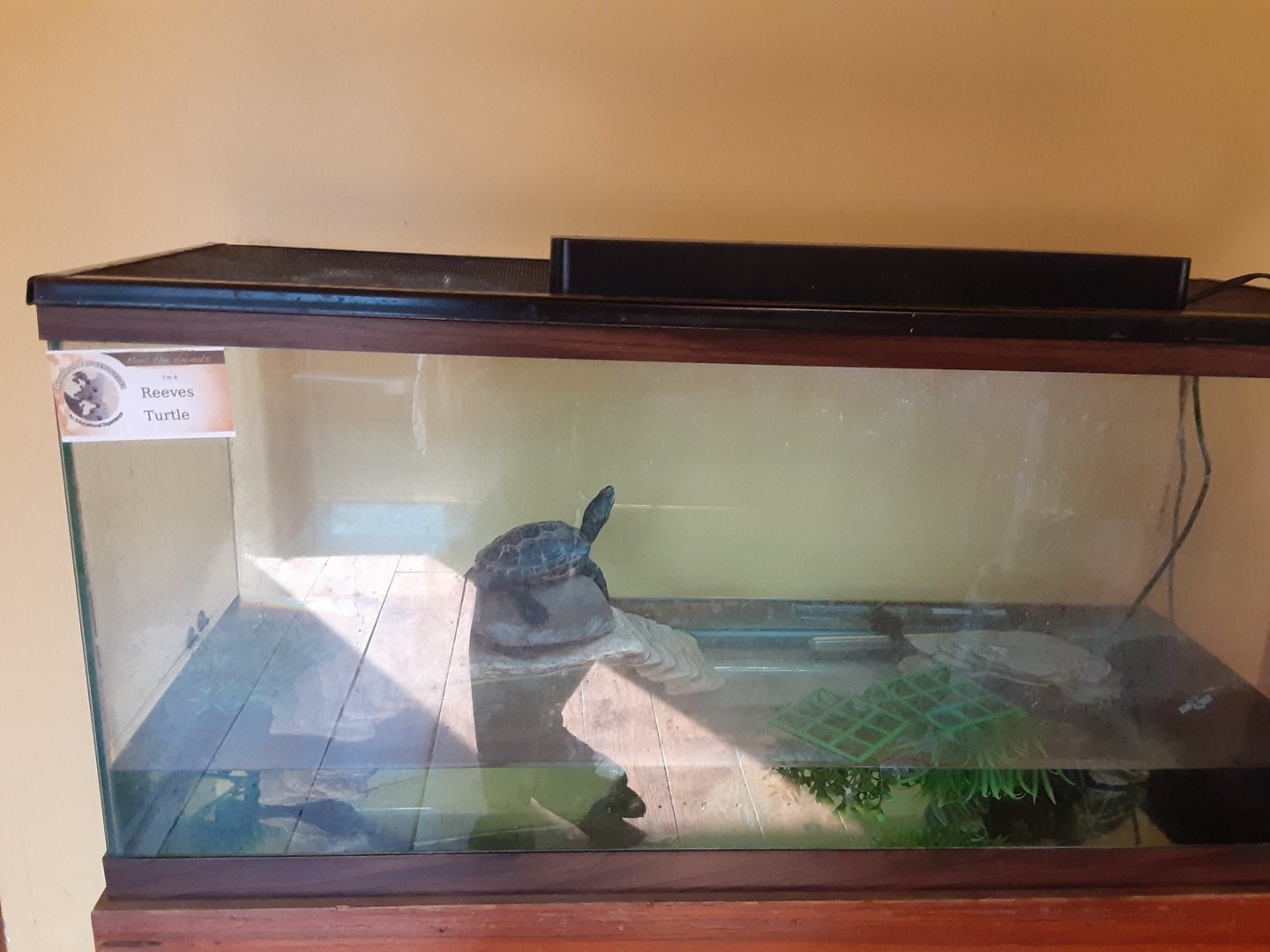Reeve's Turtle exhibit