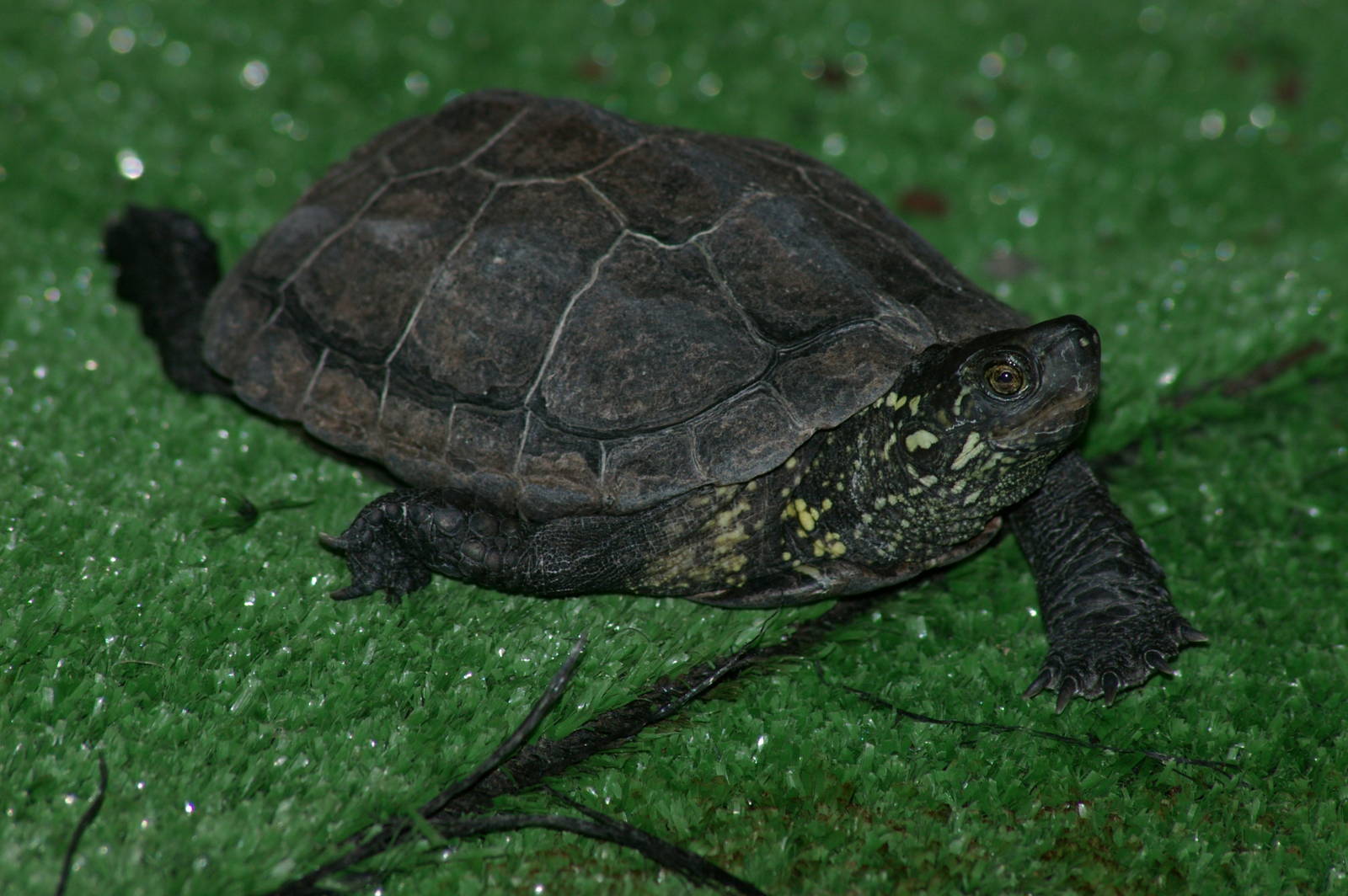 Reeves turtle (Mauremys reevesi)