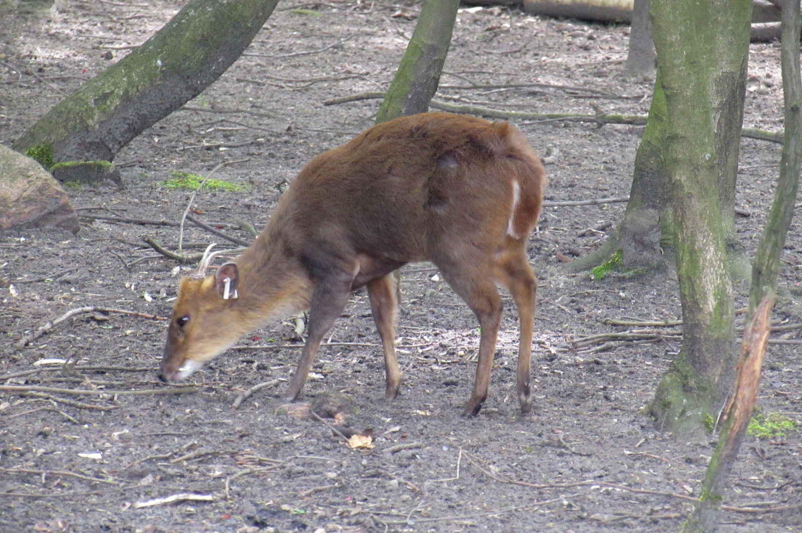 Reeves's Muntjac - 05/2015