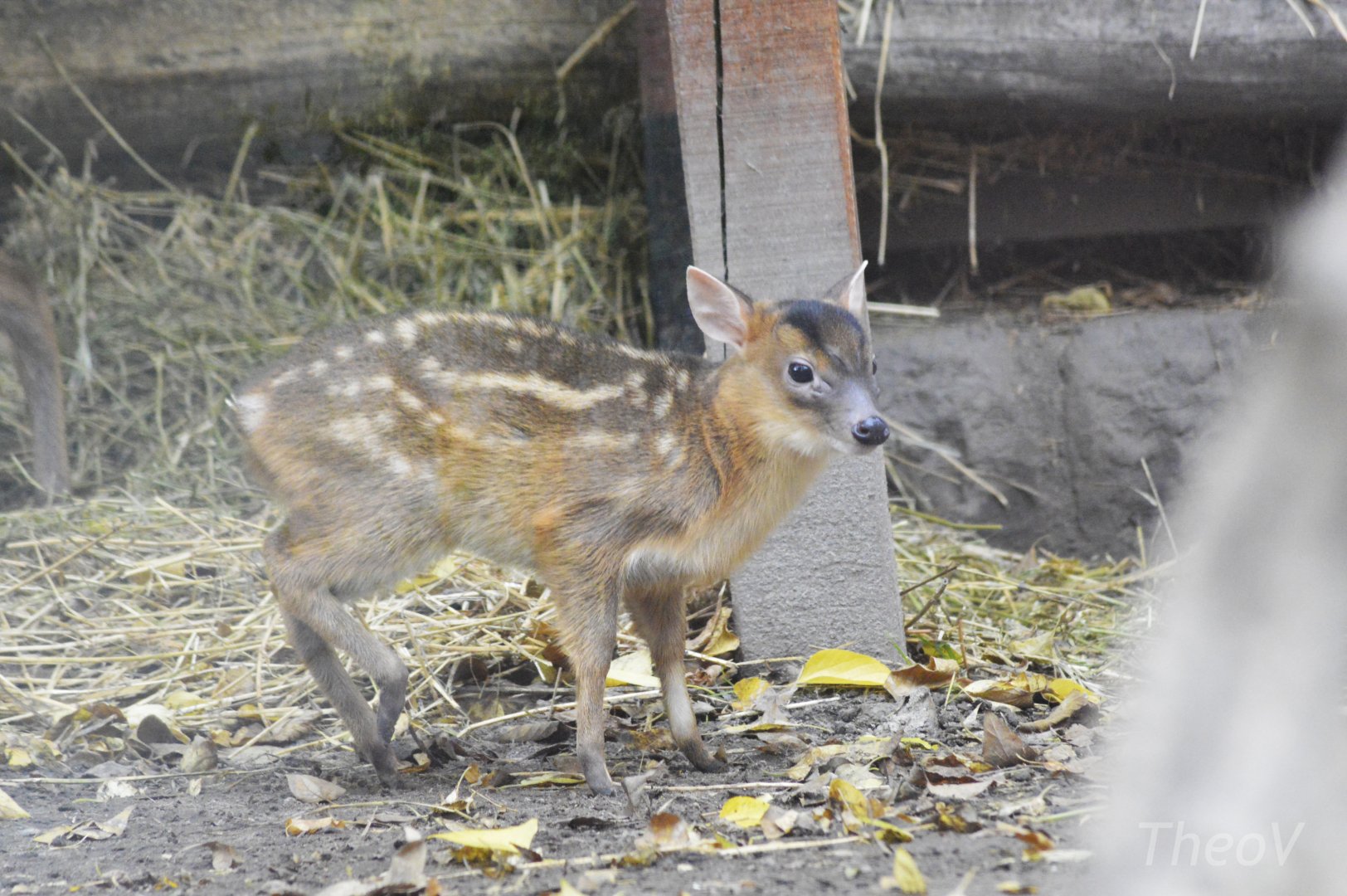 Reeves's muntjac [2017]