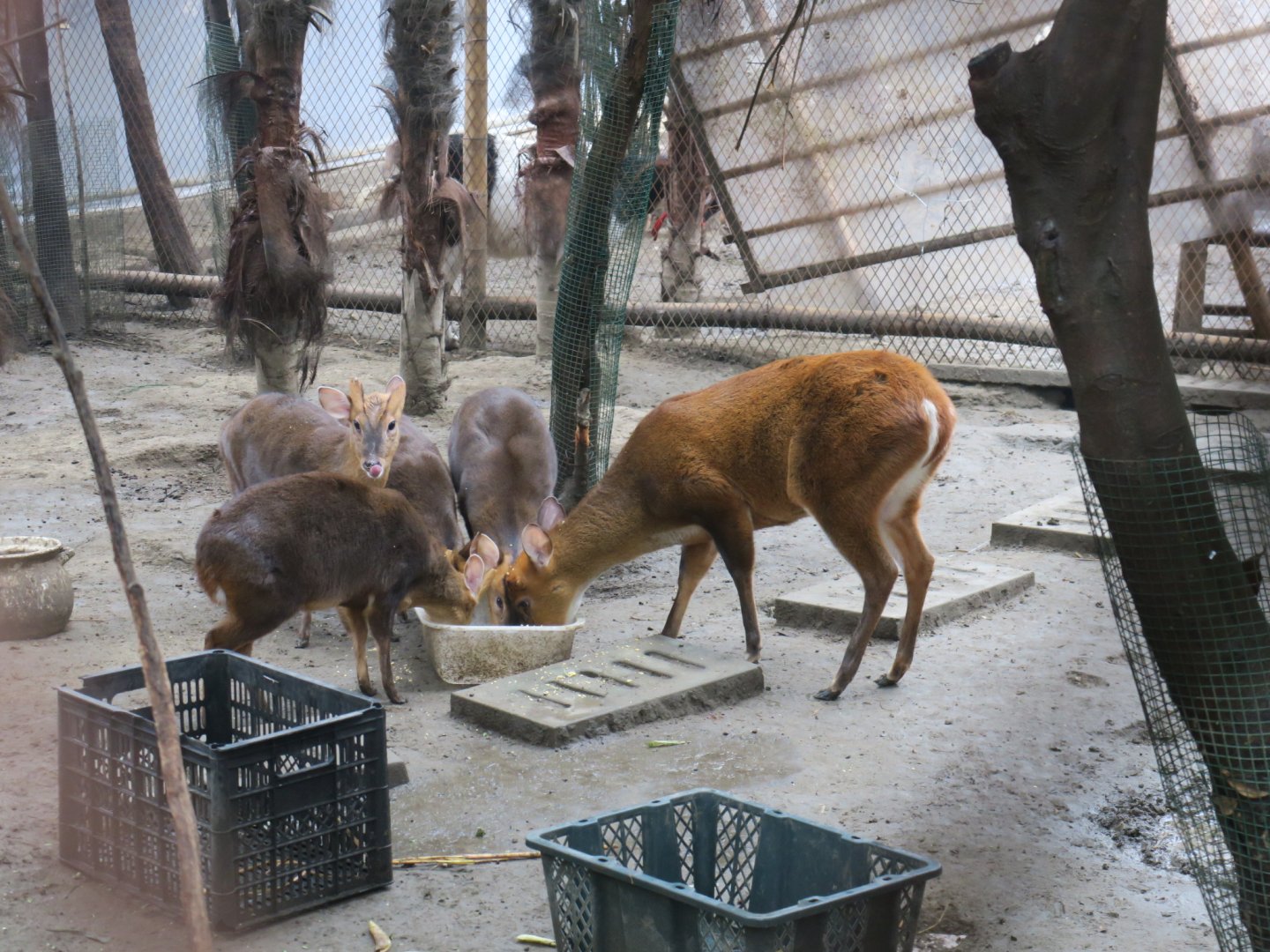 Reeves's muntjac and Indian muntjac