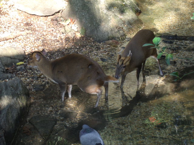 Reeves's Muntjac (and pigeon)