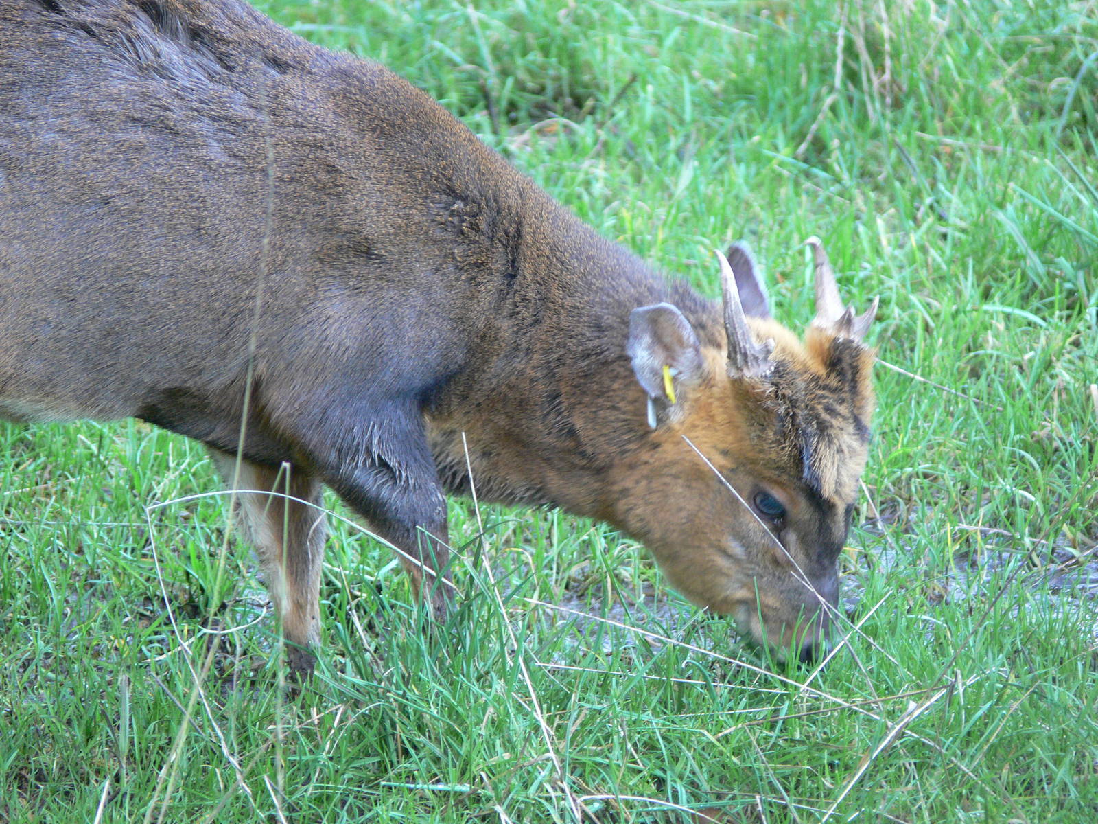 Reeves's Muntjac at Blackpool Zoo, 09/12/12