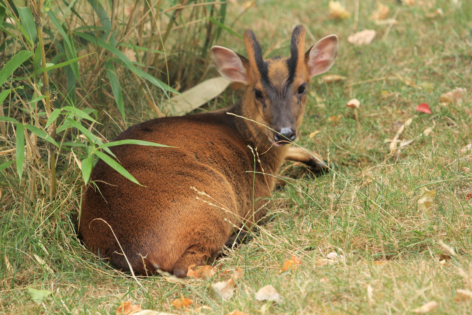 Reeves's muntjac (August 2018)