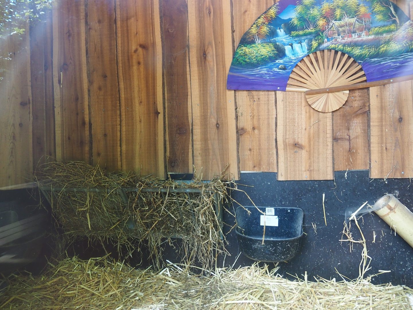 Reeves's muntjac barn