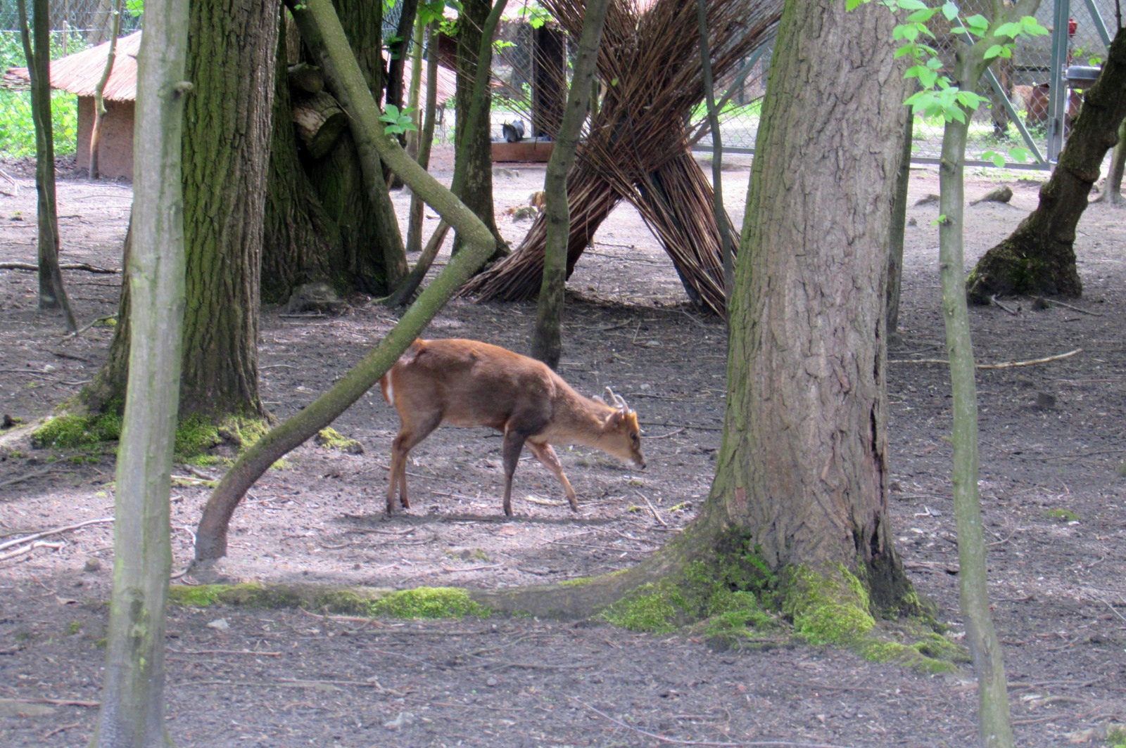 Reeves's Muntjac between the trees - 05/2015