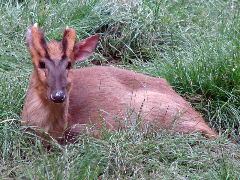 Reeves's Muntjac (Chinese Muntjac) / Muntiacus reevesi