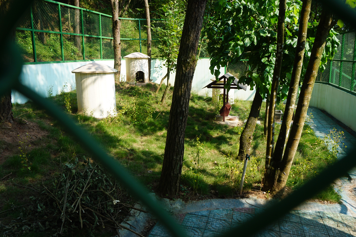 Reeves's muntjac enclosure