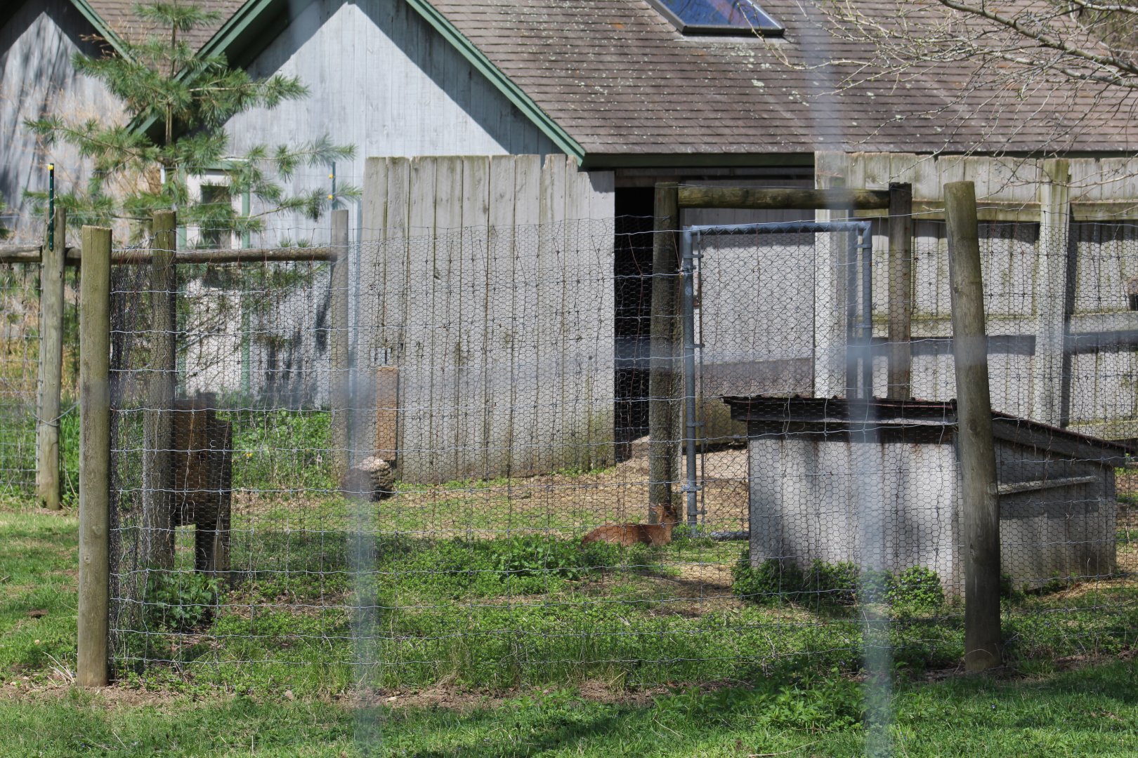 Reeves's Muntjac Enclosure