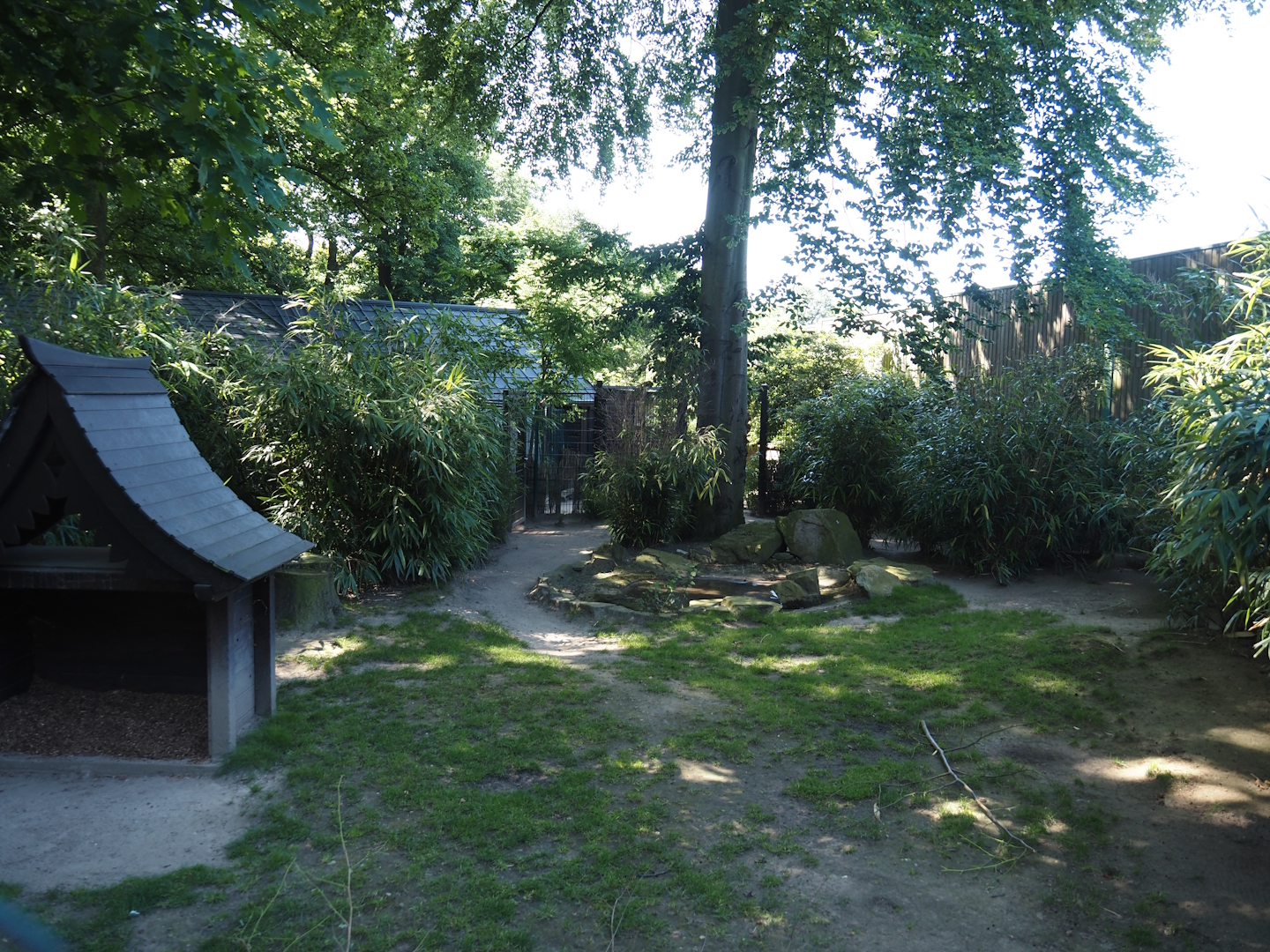 Reeves's muntjac exhibit, 2024-06-08