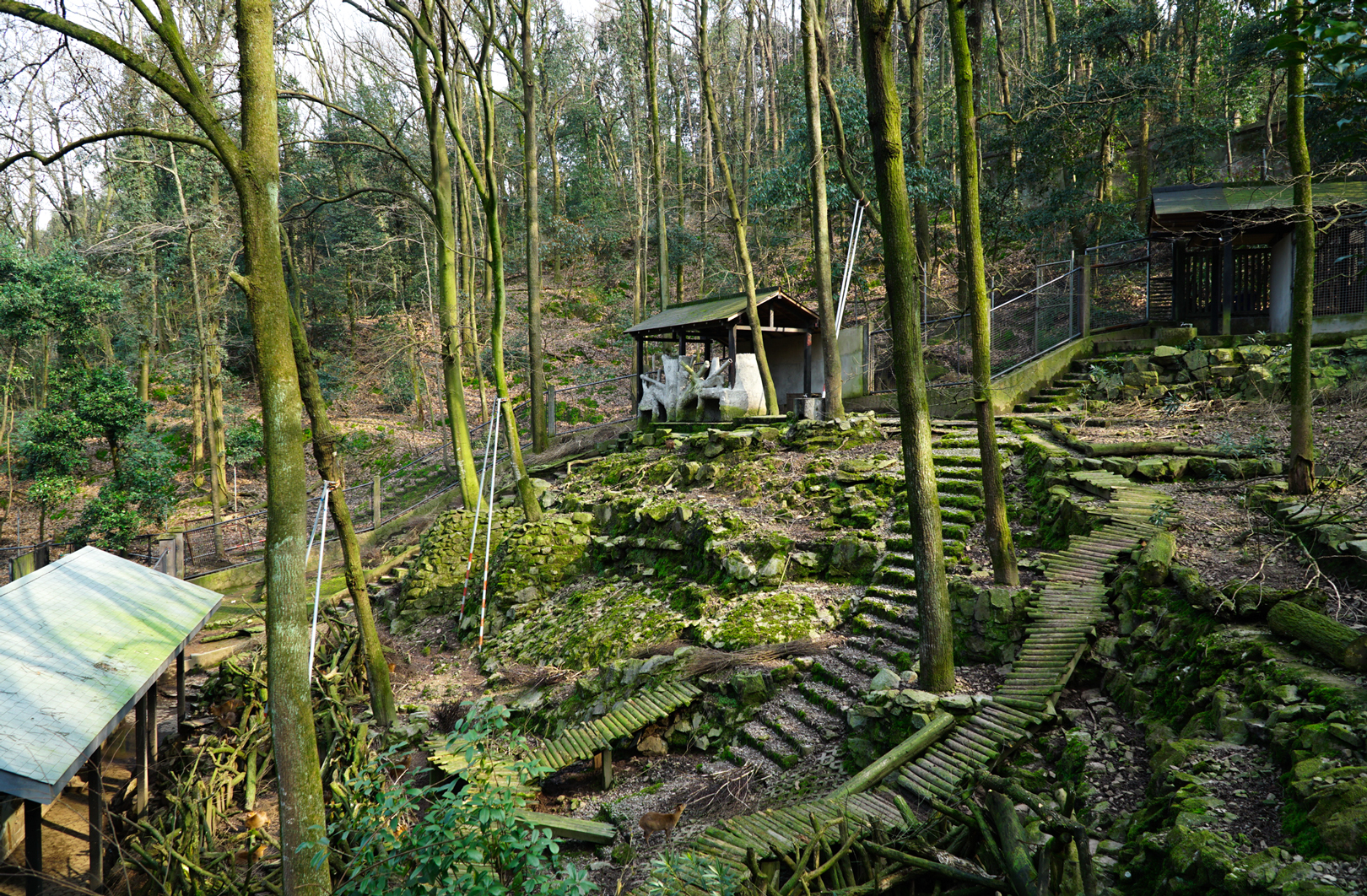Reeves's muntjac exhibit