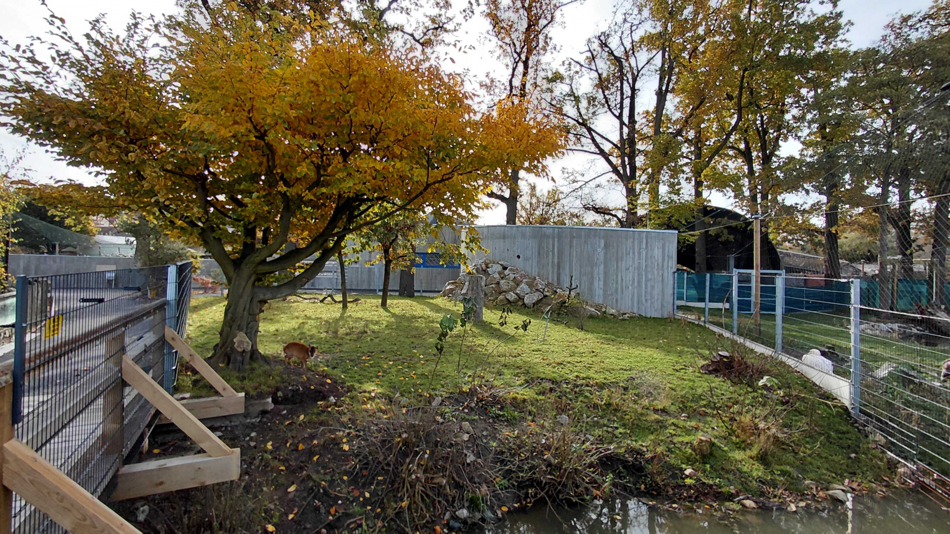 Reeves's muntjac exhibit