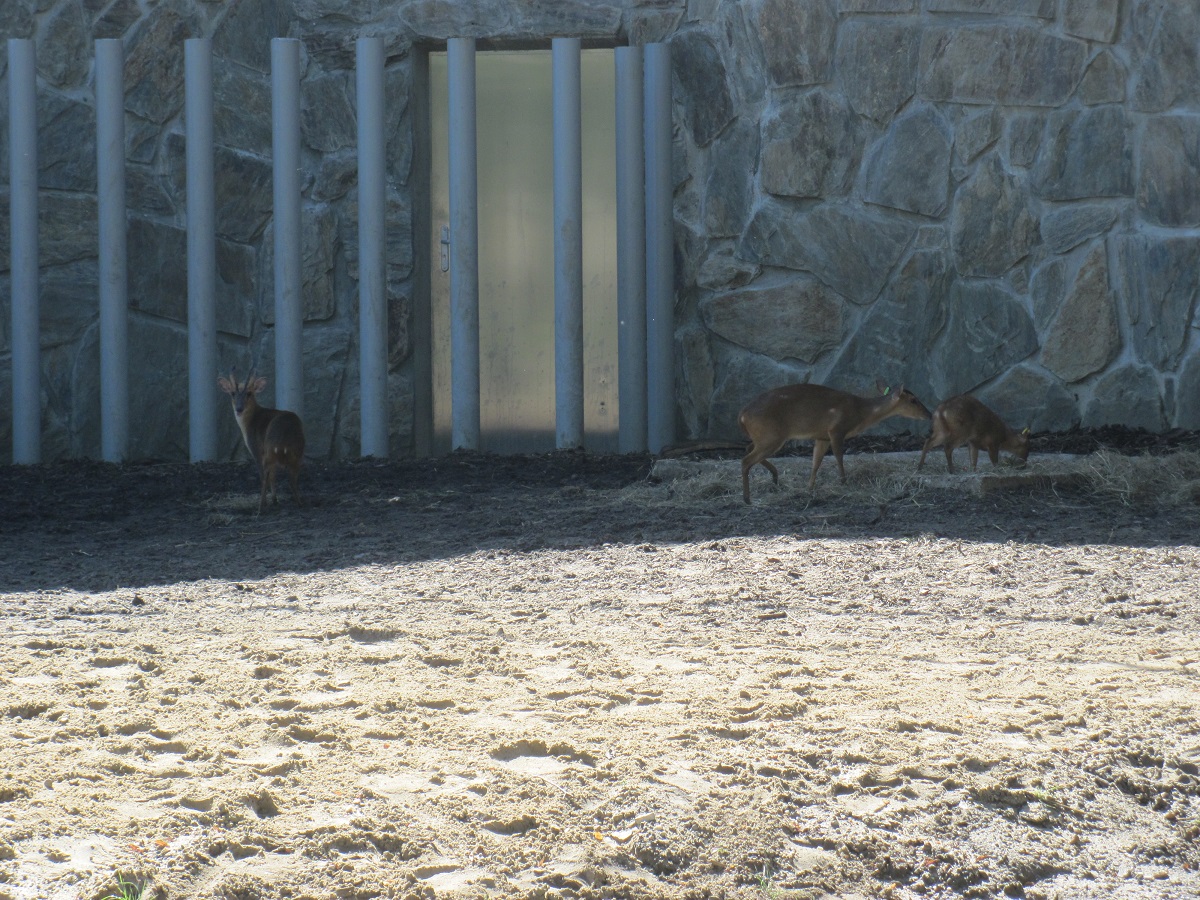 Reeves's muntjac family