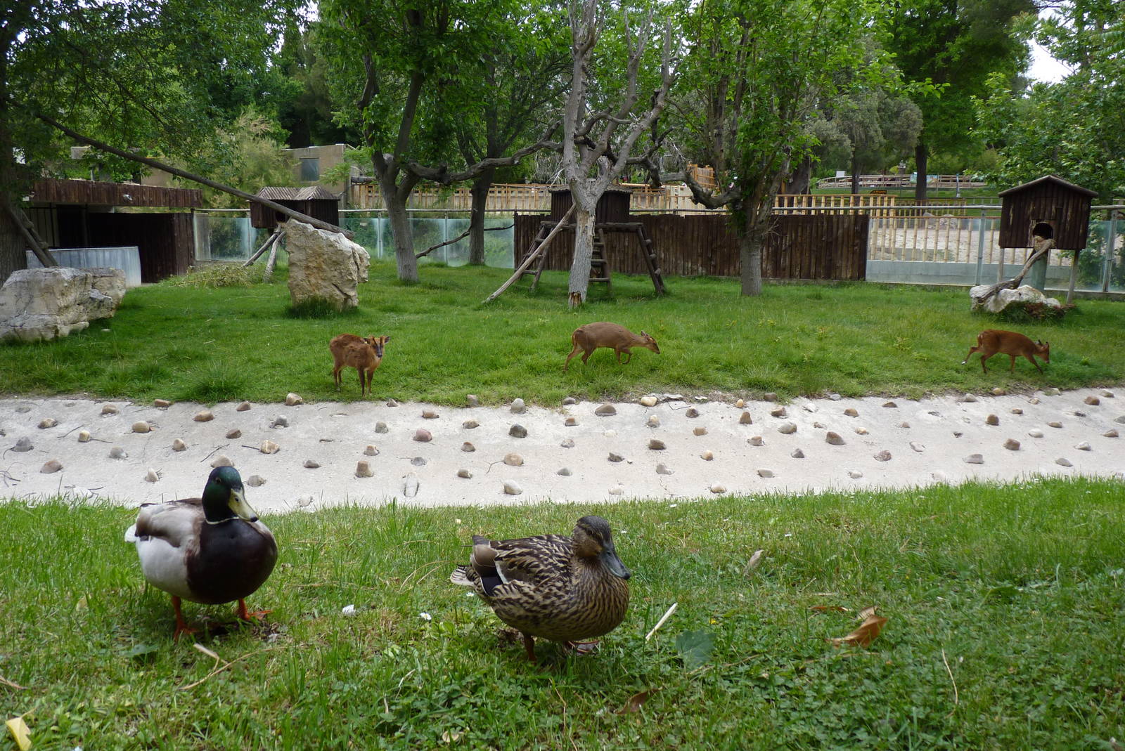 Reeves's Muntjac, June 2013