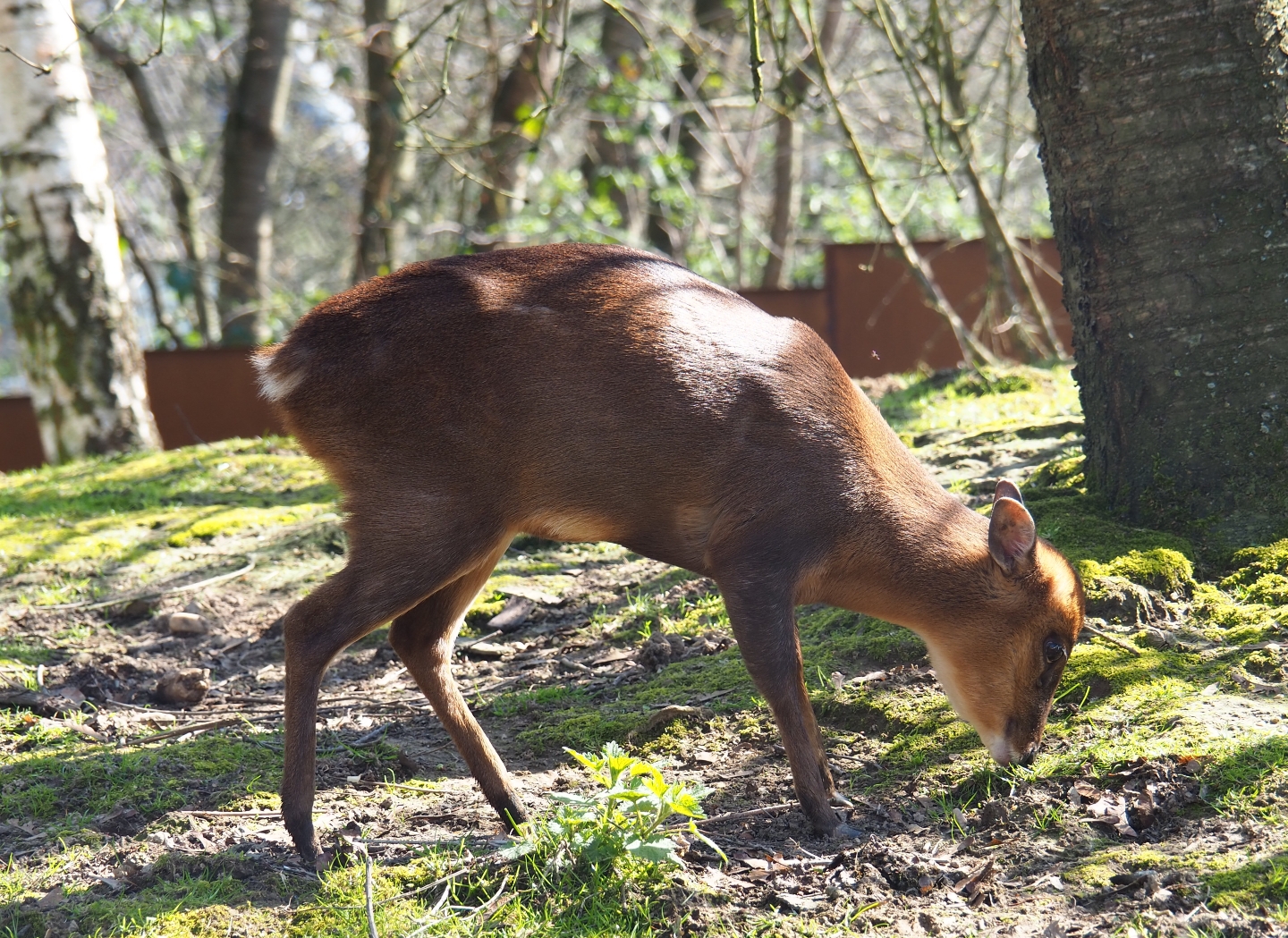 Reeves's muntjac (Muntiacus reevesi), 2019-03-30
