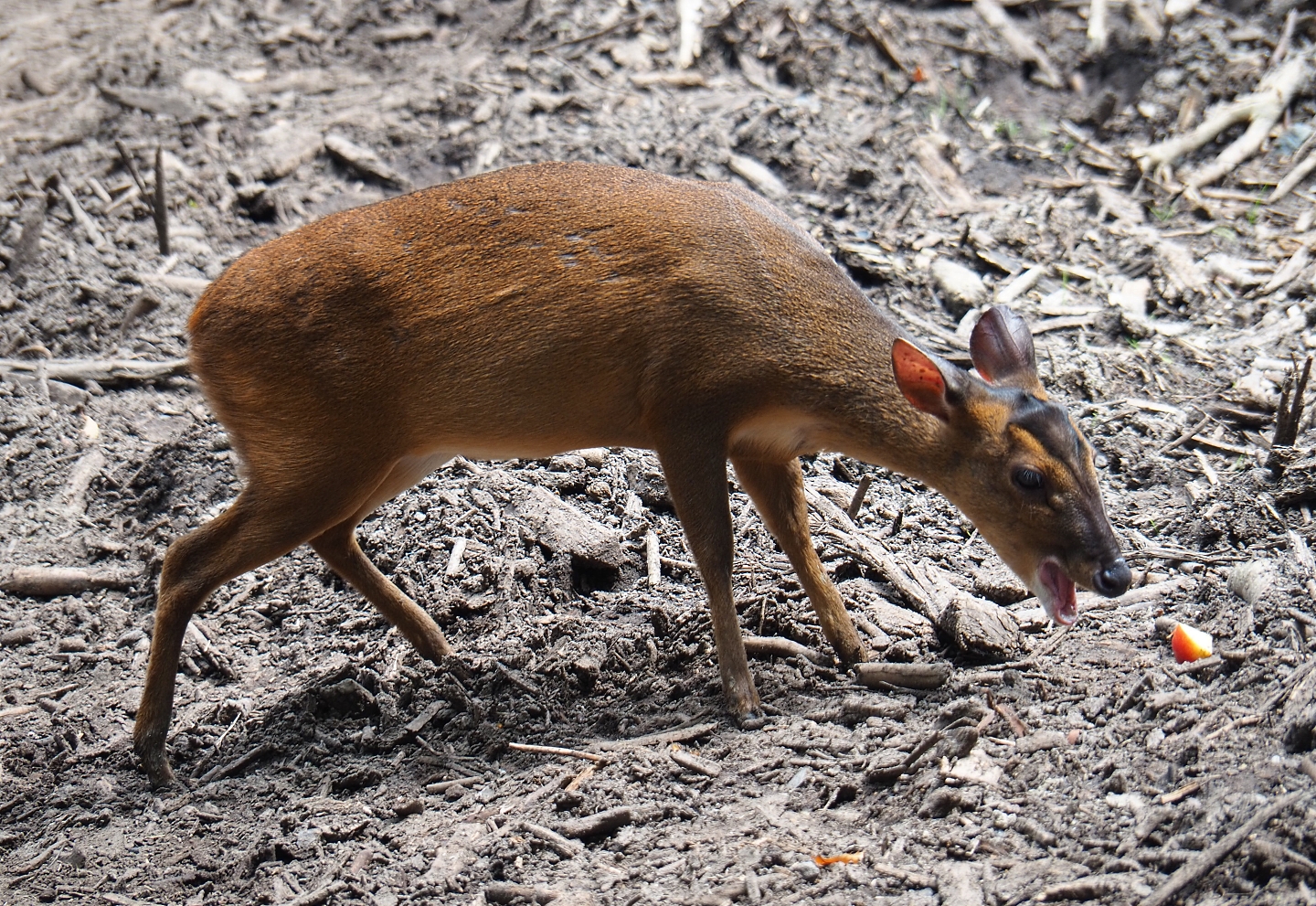 Reeves's muntjac (Muntiacus reevesi), 2019-06-26