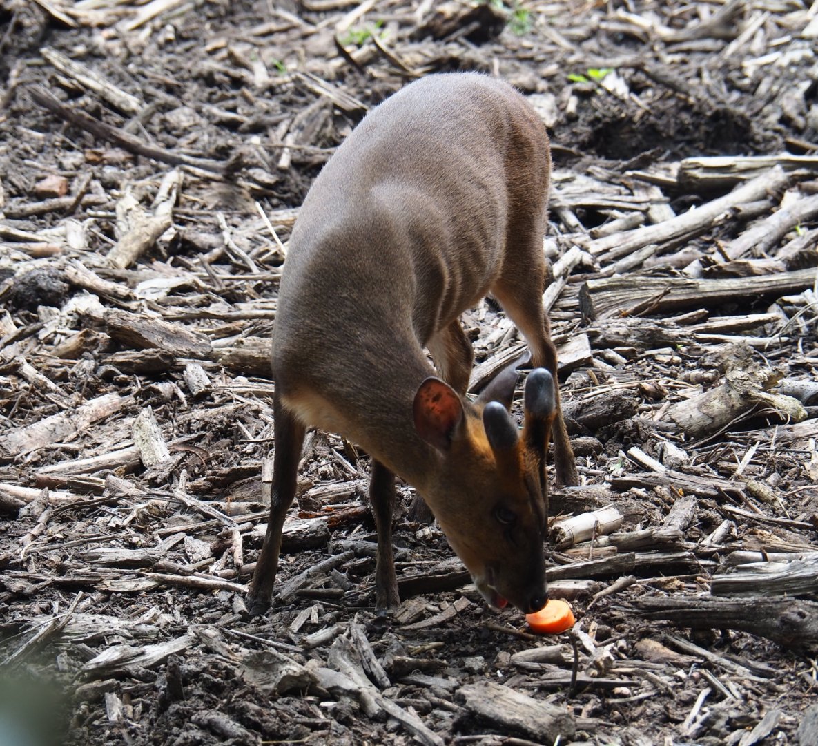 Reeves's muntjac (Muntiacus reevesi), 2019-06-26