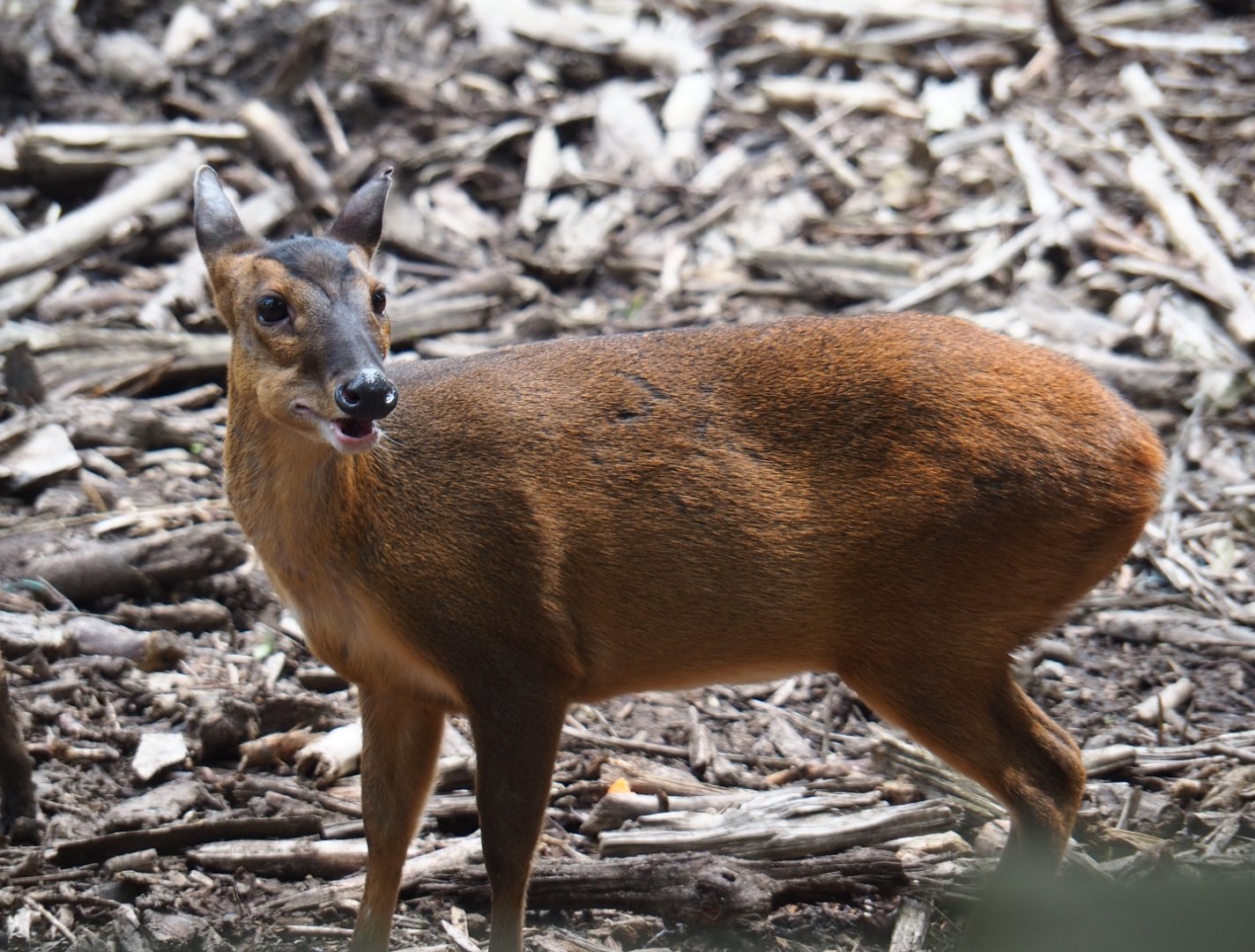 Reeves's muntjac (Muntiacus reevesi), 2019-06-26