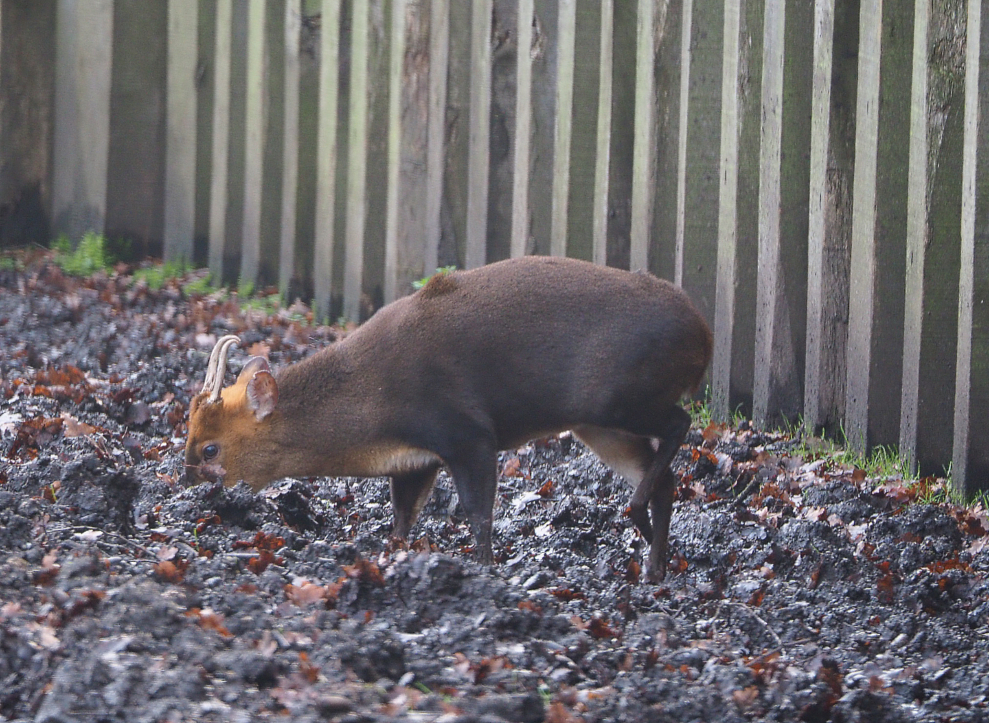 Reeves's muntjac (Muntiacus reevesi), 2019-12-28