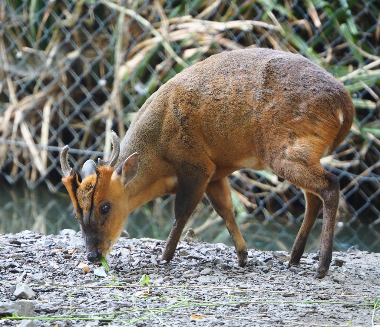 Reeves's muntjac (Muntiacus reevesi), 2021-09-03