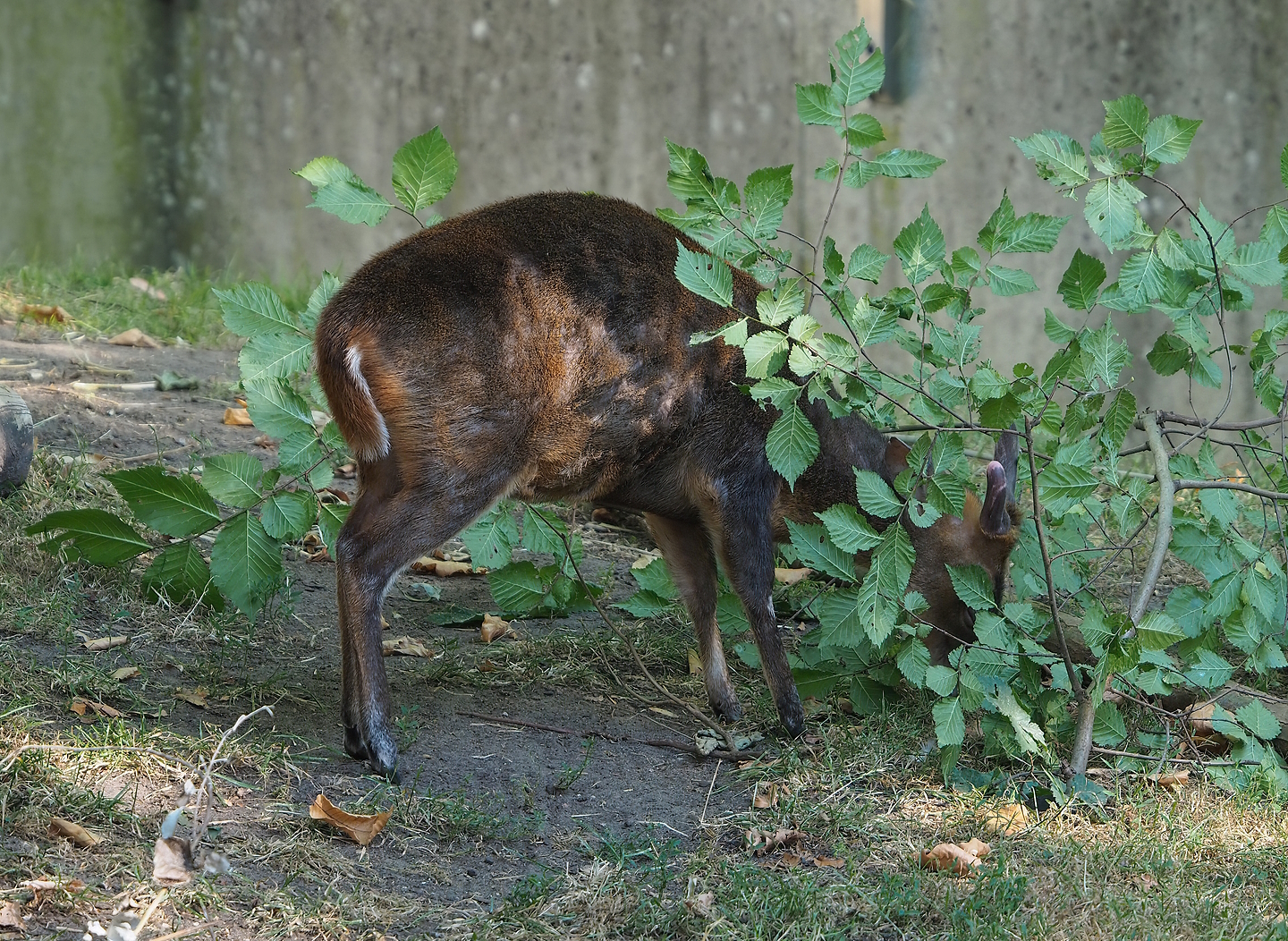Reeves's muntjac (Muntiacus reevesi), 2022-08-07