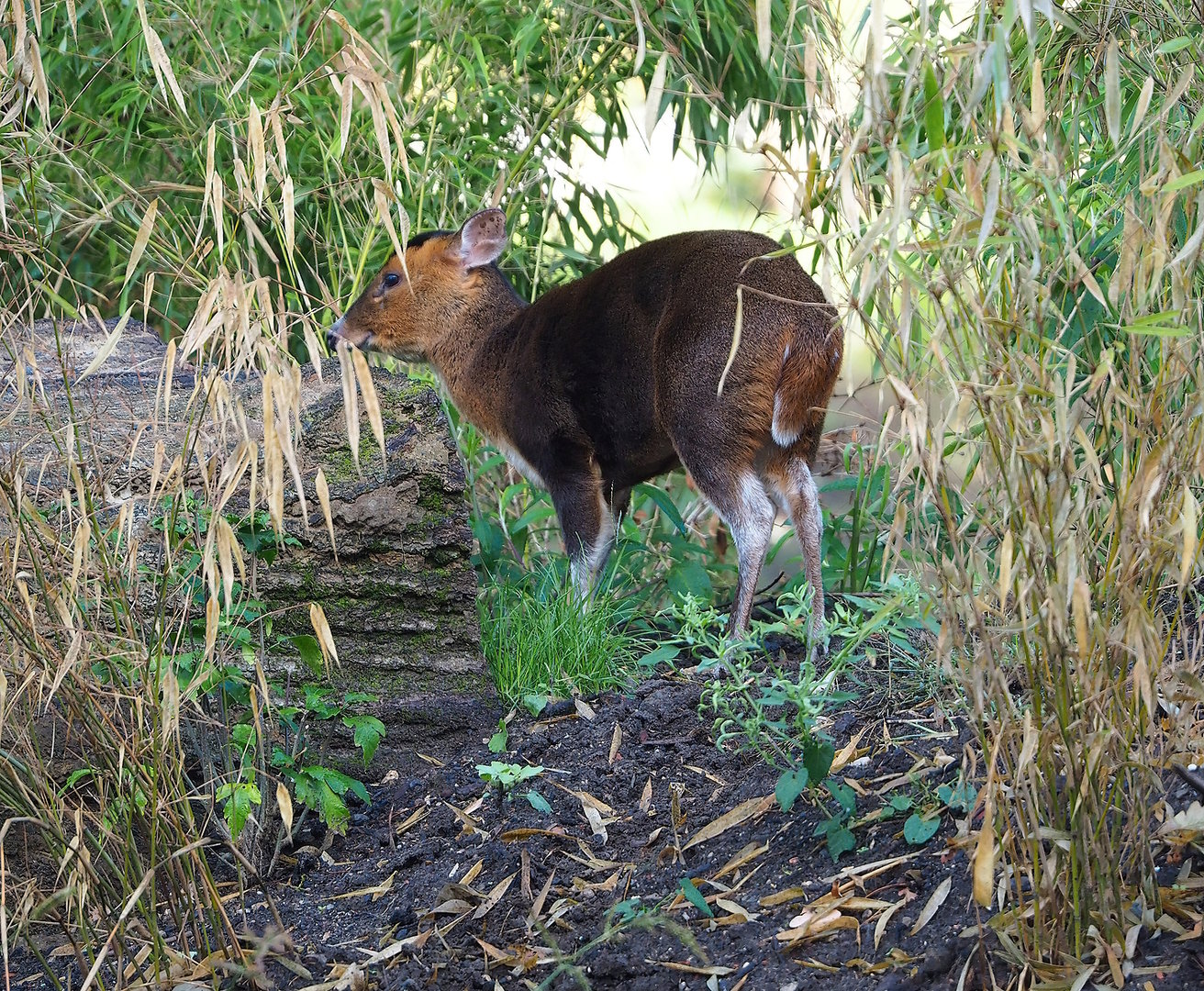 Reeves's muntjac (Muntiacus reevesi), 2022-09-12