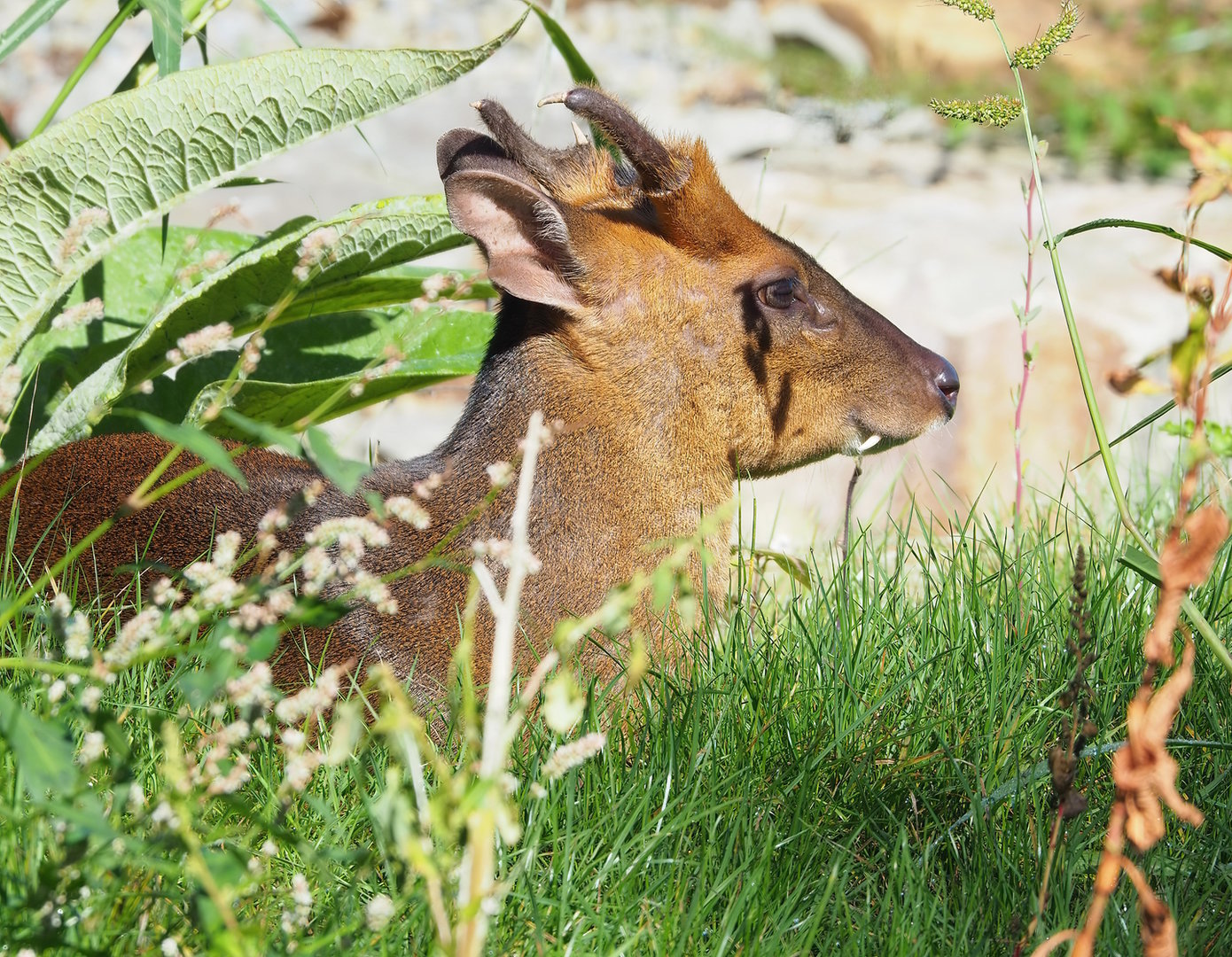 Reeves's muntjac (Muntiacus reevesi), 2022-09-12